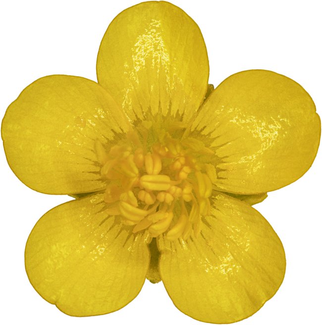 Hans-Christian Schink: #68 kriechender Hahnenfuß , Pigmentprint auf Hahnemühle Bütten, gerahmt mit Museumsglas, Ed. 5 + 2 AP Format 75 x 65 cm, 5000 Euro