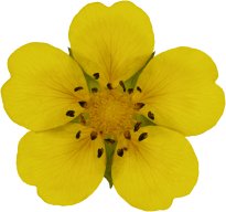 Hans-Christian Schink: #69 kriechendes Fingerkraut, Pigmentprint auf Hahnemühle Bütten, gerahmt mit Museumsglas, Ed. 5 + 2 AP Format 75 x 65 cm, 5000 Euro