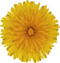 Hans-Christian Schink: #71 Löwenzahn, Pigmentprint auf Hahnemühle Bütten, gerahmt mit Museumsglas, Ed. 5 + 2 AP Format 75 x 65 cm, 5000 Euro