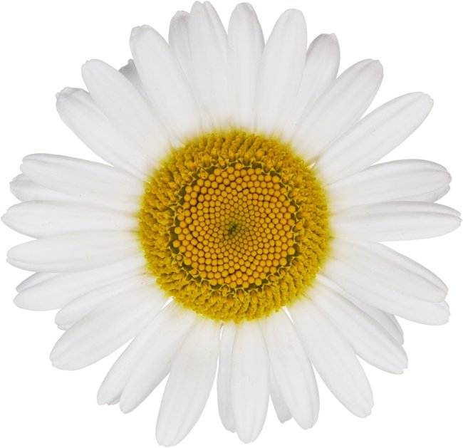 Hans-Christian Schink: #72 Magerite, Pigmentprint auf Hahnemühle Bütten, gerahmt mit Museumsglas, Ed. 5 + 2 AP Format 75 x 65 cm, 5000 Euro