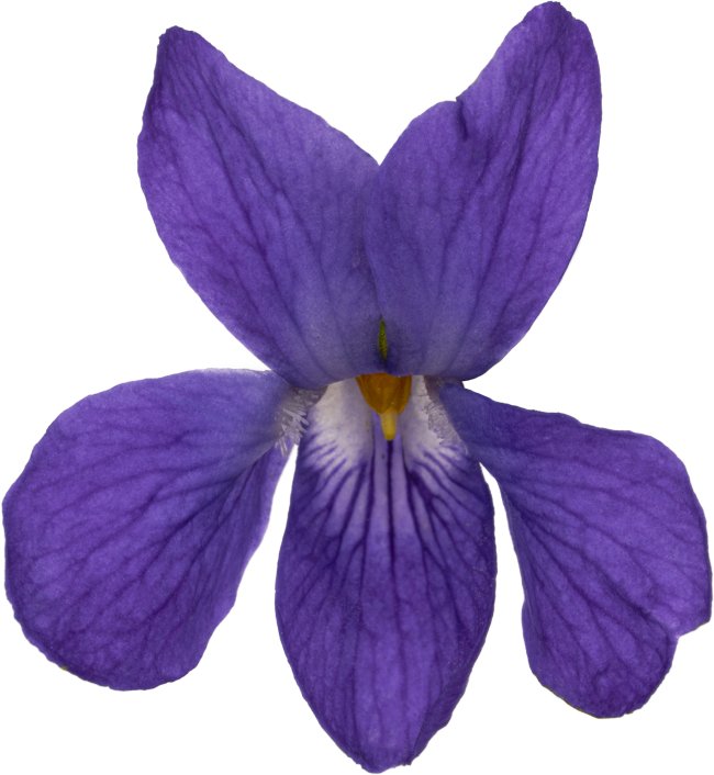 Hans-Christian Schink: #73 Märzveilchen, Pigmentprint auf Hahnemühle Bütten, gerahmt mit Museumsglas, Ed. 5 + 2 AP Format 75 x 65 cm, 5000 Euro