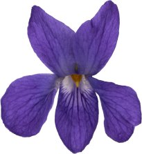 Hans-Christian Schink: #73 Märzveilchen, Pigmentprint auf Hahnemühle Bütten, gerahmt mit Museumsglas, Ed. 5 + 2 AP Format 75 x 65 cm, 5000 Euro