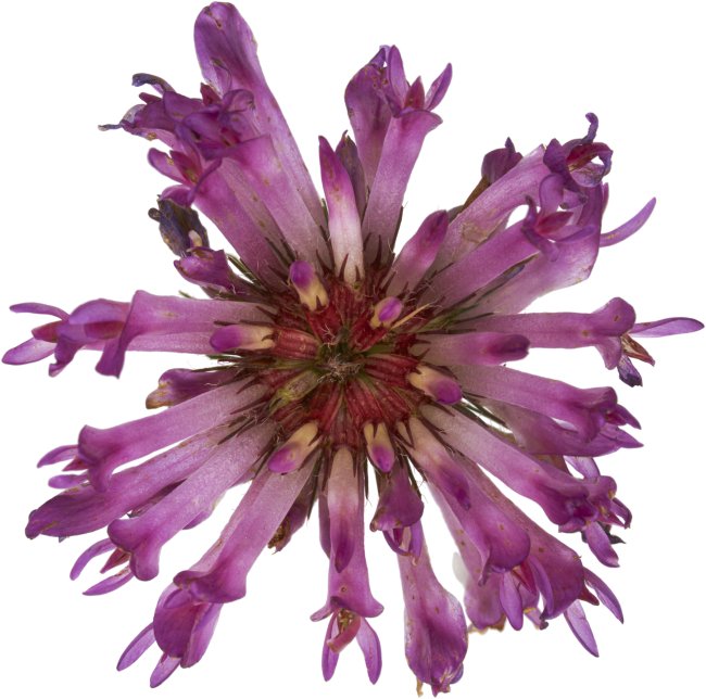 Hans-Christian Schink: #74 Mittlerer Klee, Pigmentprint auf Hahnemühle Bütten, gerahmt mit Museumsglas, Ed. 5 + 2 AP Format 75 x 65 cm, 5000 Euro