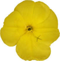 Hans-Christian Schink: #75 Nachtkerze, Pigmentprint auf Hahnemühle Bütten, gerahmt mit Museumsglas, Ed. 5 + 2 AP Format 75 x 65 cm, 5000 Euro