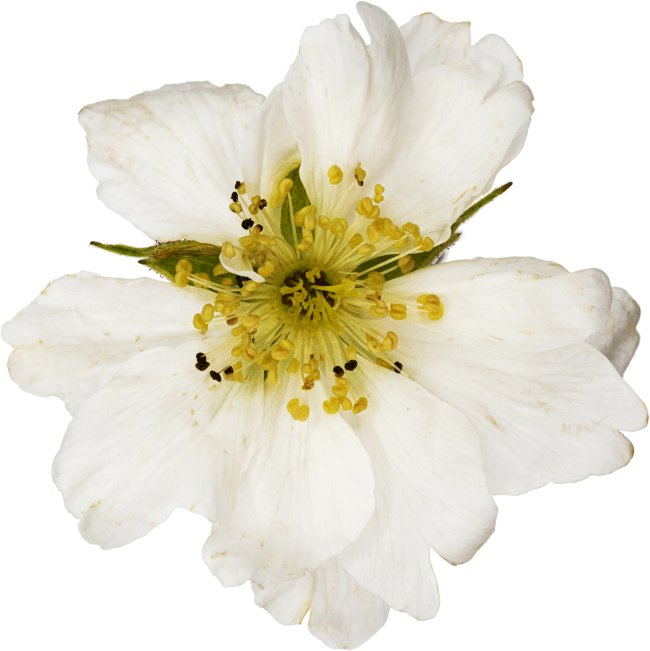 Hans-Christian Schink: #77 Kratzbeere, Pigmentprint auf Hahnemühle Bütten, gerahmt mit Museumsglas, Ed. 5 + 2 AP Format 75 x 65 cm, 5000 Euro