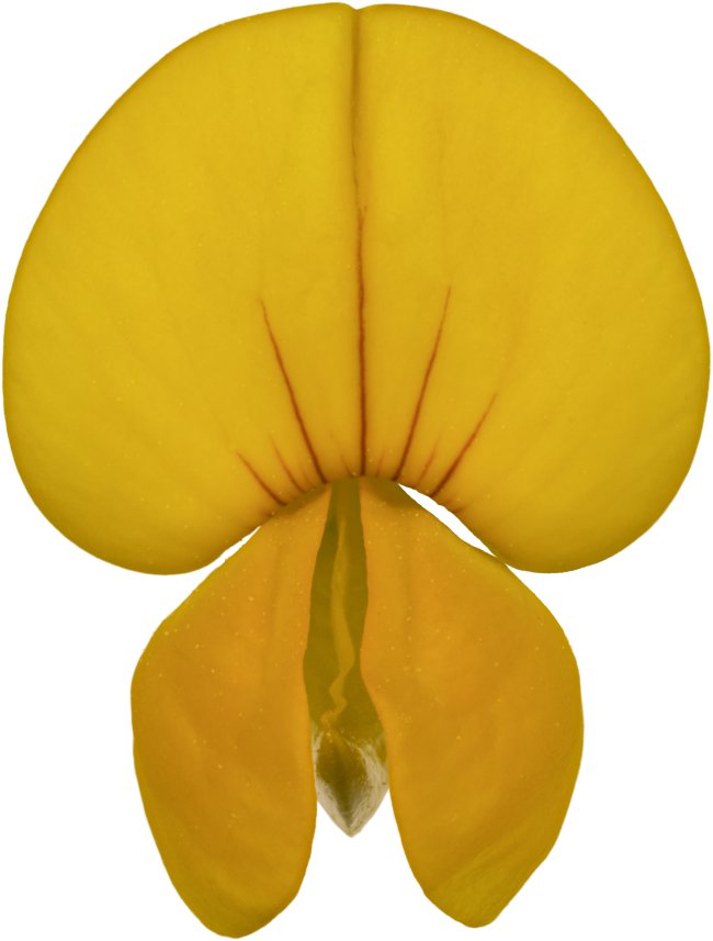 Hans-Christian Schink: #78 Hornklee, Pigmentprint auf Hahnemühle Bütten, gerahmt mit Museumsglas, Ed. 5 + 2 AP Format 75 x 65 cm, 5000 Euro