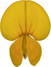 Hans-Christian Schink: #78 Hornklee, Pigmentprint auf Hahnemühle Bütten, gerahmt mit Museumsglas, Ed. 5 + 2 AP Format 75 x 65 cm, 5000 Euro