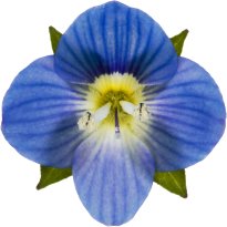 Hans-Christian Schink: #79 Persischer Ehrenpreis, Pigmentprint auf Hahnemühle Bütten, gerahmt mit Museumsglas, Ed. 5 + 2 AP Format 75 x 65 cm, 5000 Euro