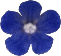 Hans-Christian Schink: #7 Acker Ochsenzunge, Pigmentprint auf Hahnemühle Bütten, gerahmt mit Museumsglas, Ed. 5 + 2 AP Format 75 x 65 cm, 5000 Euro