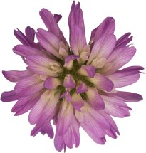 Hans-Christian Schink: #80 Persischer Klee, Pigmentprint auf Hahnemühle Bütten, gerahmt mit Museumsglas, Ed. 5 + 2 AP Format 75 x 65 cm, 5000 Euro