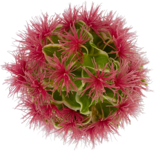 Hans-Christian Schink: #83 Pimpinelle, Pigmentprint auf Hahnemühle Bütten, gerahmt mit Museumsglas, Ed. 5 + 2 AP Format 75 x 65 cm, 5000 Euro