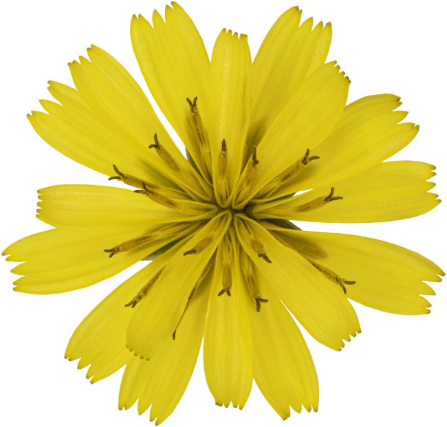 Hans-Christian Schink: #85 Rainkohl, Pigmentprint auf Hahnemühle Bütten, gerahmt mit Museumsglas, Ed. 5 + 2 AP Format 75 x 65 cm, 5000 Euro