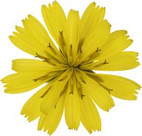 Hans-Christian Schink: #85 Rainkohl, Pigmentprint auf Hahnemühle Bütten, gerahmt mit Museumsglas, Ed. 5 + 2 AP Format 75 x 65 cm, 5000 Euro