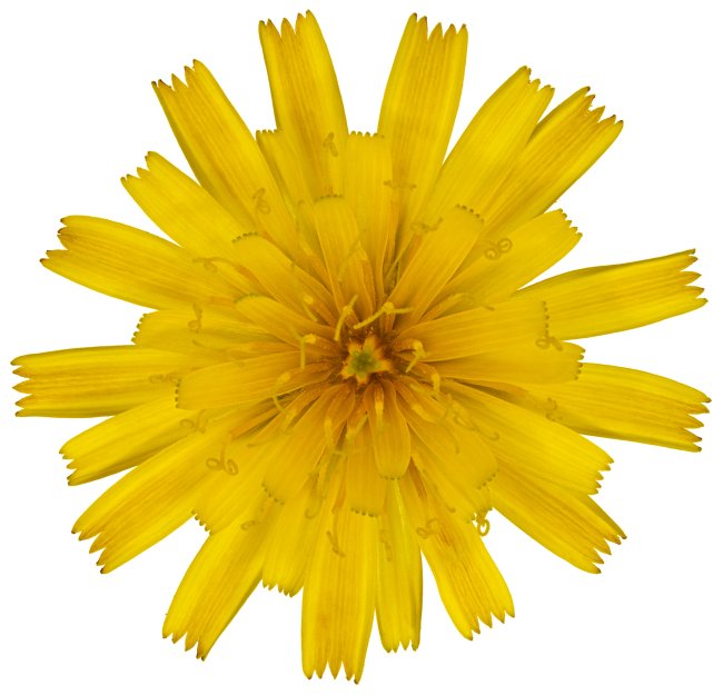 Hans-Christian Schink: #86 Rauer Löwenzahn, Pigmentprint auf Hahnemühle Bütten, gerahmt mit Museumsglas, Ed. 5 + 2 AP Format 75 x 65 cm, 5000 Euro