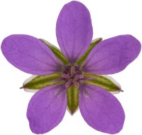 Hans-Christian Schink: #87 Reiherschnabel, Pigmentprint auf Hahnemühle Bütten, gerahmt mit Museumsglas, Ed. 5 + 2 AP Format 75 x 65 cm, 5000 Euro