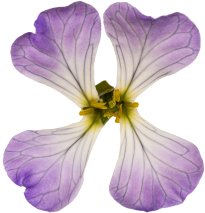 Hans-Christian Schink: #8 Acker Rettich, Pigmentprint auf Hahnemühle Bütten, gerahmt mit Museumsglas, Ed. 5 + 2 AP Format 75 x 65 cm, 5000 Euro