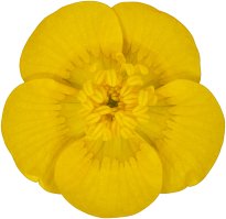 Hans-Christian Schink: #90 Scharfer Hahnenfuß, Pigmentprint auf Hahnemühle Bütten, gerahmt mit Museumsglas, Ed. 5 + 2 AP Format 75 x 65 cm, 5000 Euro