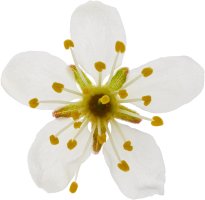 Hans-Christian Schink: #91 Schlehe, Pigmentprint auf Hahnemühle Bütten, gerahmt mit Museumsglas, Ed. 5 + 2 AP Format 75 x 65 cm, 5000 Euro