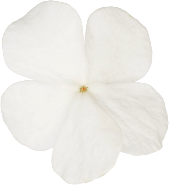 Hans-Christian Schink: #92 Schneeball, Pigmentprint auf Hahnemühle Bütten, gerahmt mit Museumsglas, Ed. 5 + 2 AP Format 75 x 65 cm, 5000 Euro