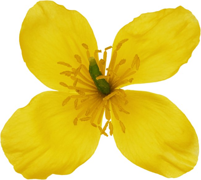 Hans-Christian Schink: #94 Schöllkraut, Pigmentprint auf Hahnemühle Bütten, gerahmt mit Museumsglas, Ed. 5 + 2 AP Format 75 x 65 cm, 5000 Euro