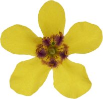 Hans-Christian Schink: #95 Schwarze Königskerze, Pigmentprint auf Hahnemühle Bütten, gerahmt mit Museumsglas, Ed. 5 + 2 AP Format 75 x 65 cm, 5000 Euro