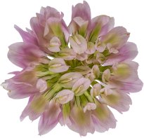 Hans-Christian Schink: #96 Schweden Klee, Pigmentprint auf Hahnemühle Bütten, gerahmt mit Museumsglas, Ed. 5 + 2 AP Format 75 x 65 cm, 5000 Euro