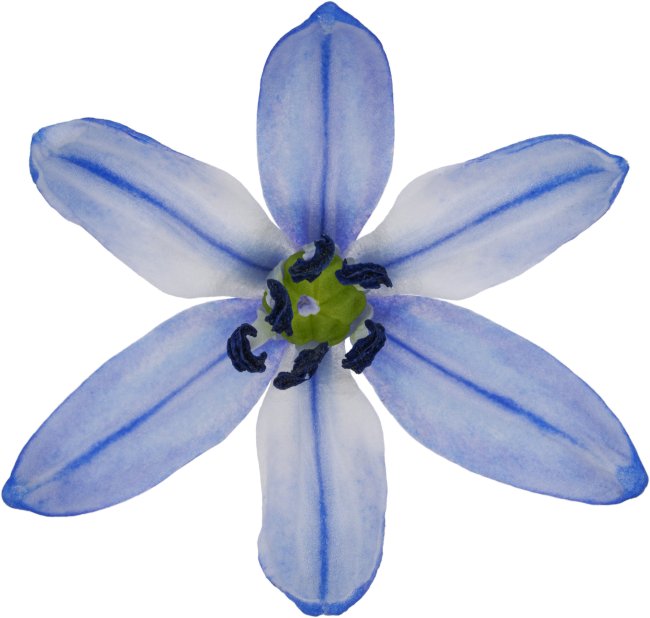 Hans-Christian Schink: #97 Sib Blaustern, Pigmentprint auf Hahnemühle Bütten, gerahmt mit Museumsglas, Ed. 5 + 2 AP Format 75 x 65 cm, 5000 Euro