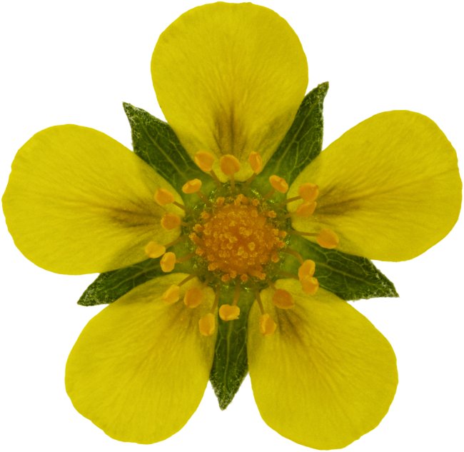 Hans-Christian Schink: #99 Silberfingerkraut, Pigmentprint auf Hahnemühle Bütten, gerahmt mit Museumsglas, Ed. 5 + 2 AP Format 75 x 65 cm, 5000 Euro