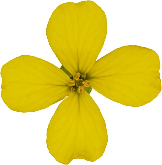 Hans-Christian Schink: #9 Acker Senf, Pigmentprint auf Hahnemühle Bütten, gerahmt mit Museumsglas, Ed. 5 + 2 AP Format 75 x 65 cm, 5000 Euro