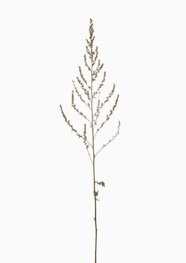 Hans-Christian Schink: Beifuß, 2022-24, Pigmentprint auf Hahnemühle Bütten, gerahmt mit Museumsglas, Ed. 5 + 2 AP, 91 x 65 cm, 6000 Euro