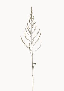 Hans-Christian Schink: Beifuß, 2022-24, Pigmentprint auf Hahnemühle Bütten, gerahmt mit Museumsglas, Ed. 5 + 2 AP, 91 x 65 cm, 6000 Euro