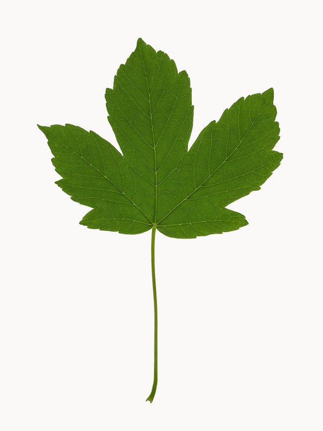 Hans-Christian Schink: #1 Bergahorn, Pigmentprint auf Hahnemühle Bütten, gerahmt mit Museumsglas, Ed. 5 + 2 AP Format 64,6 x 50 cm, 3500 Euro