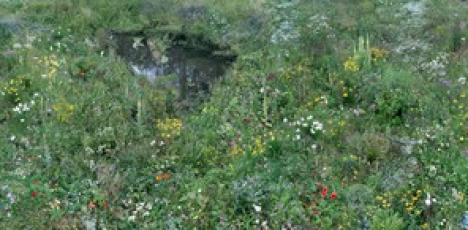Lasst Blumen sprechen! - Hiroyuki Masuyama im Museum Schloss moyland