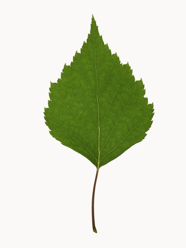 Hans-Christian Schink: #2 Birke, Pigmentprint auf Hahnemühle Bütten, gerahmt mit Museumsglas, Ed. 5 + 2 AP Format 64,6 x 50 cm, 3500 Euro