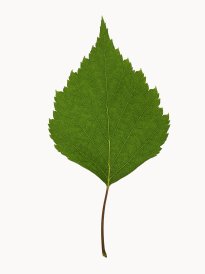 Hans-Christian Schink: #2 Birke, Pigmentprint auf Hahnemühle Bütten, gerahmt mit Museumsglas, Ed. 5 + 2 AP Format 64,6 x 50 cm, 3500 Euro