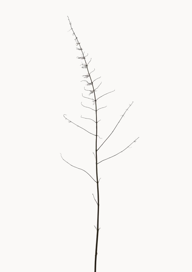 Hans-Christian Schink: Brennessel 1, 2022-24, Pigmentprint auf Hahnemühle Bütten, gerahmt mit Museumsglas, Ed. 5 + 2 AP, 91 x 65 cm, 6000 Euro