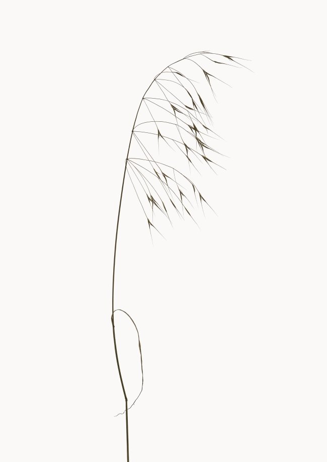 Hans-Christian Schink: Dach Trespe, 2022-24, Pigmentprint auf Hahnemühle Bütten, gerahmt mit Museumsglas, Ed. 5 + 2 AP, 91 x 65 cm, 6000 Euro