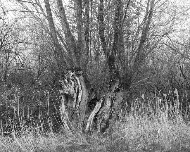 Hans-Christian Schink: Am Weg #27, 2022-24, Barytprint auf Aludibond, gerahmt mit Museumsglas, Ed. 5 + 2 AP Format 40 x 48 cm -  2900 Euro; Format 90 x 105 cm, 9000 Euro