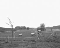 Hans-Christian Schink: Am Weg #6, 2022-24, Barytprint auf Aludibond, gerahmt mit Museumsglas, Ed. 5 + 2 AP Format 40 x 48 cm -  2900 Euro; Format 90 x 105 cm, 9000 Euro