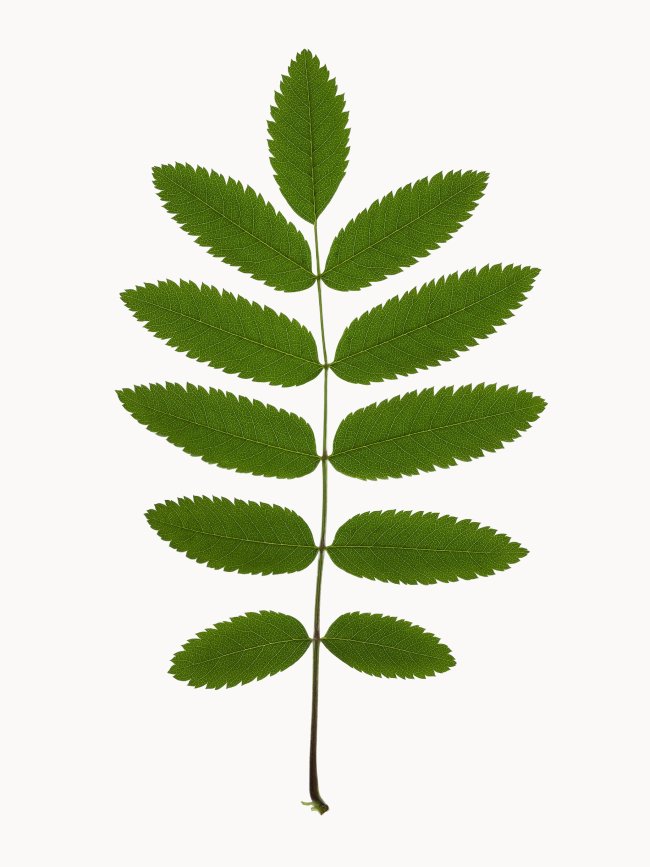 Hans-Christian Schink: #3 Eberesche, Pigmentprint auf Hahnemühle Bütten, gerahmt mit Museumsglas, Ed. 5 + 2 AP Format 64,6 x 50 cm, 3500 Euro