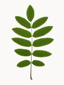 Hans-Christian Schink: #3 Eberesche, Pigmentprint auf Hahnemühle Bütten, gerahmt mit Museumsglas, Ed. 5 + 2 AP Format 64,6 x 50 cm, 3500 Euro