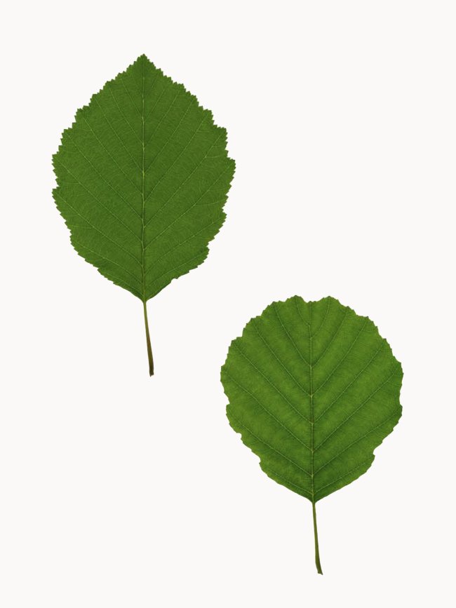 Hans-Christian Schink: #4 Erle, Pigmentprint auf Hahnemühle Bütten, gerahmt mit Museumsglas, Ed. 5 + 2 AP Format 64,6 x 50 cm, 3500 Euro