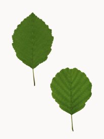 Hans-Christian Schink: #4 Erle, Pigmentprint auf Hahnemühle Bütten, gerahmt mit Museumsglas, Ed. 5 + 2 AP Format 64,6 x 50 cm, 3500 Euro