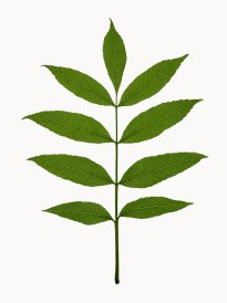 Hans-Christian Schink: #5 Esche, Pigmentprint auf Hahnemühle Bütten, gerahmt mit Museumsglas, Ed. 5 + 2 AP Format 64,6 x 50 cm, 3500 Euro