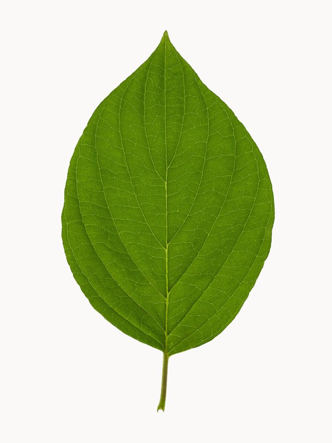 Hans-Christian Schink: #7 Hartriegel, Pigmentprint auf Hahnemühle Bütten, gerahmt mit Museumsglas, Ed. 5 + 2 AP Format 64,6 x 50 cm, 3500 Euro