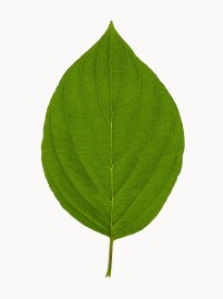 Hans-Christian Schink: #7 Hartriegel, Pigmentprint auf Hahnemühle Bütten, gerahmt mit Museumsglas, Ed. 5 + 2 AP Format 64,6 x 50 cm, 3500 Euro