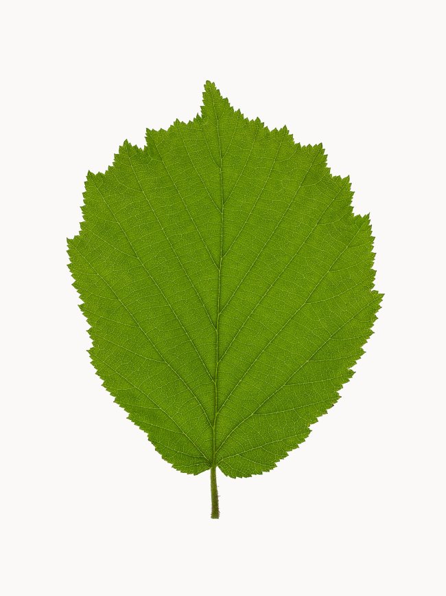 Hans-Christian Schink: #8 Hasel, Pigmentprint auf Hahnemühle Bütten, gerahmt mit Museumsglas, Ed. 5 + 2 AP Format 64,6 x 50 cm, 3500 Euro