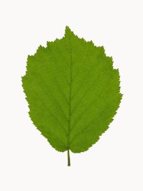 Hans-Christian Schink: #8 Hasel, Pigmentprint auf Hahnemühle Bütten, gerahmt mit Museumsglas, Ed. 5 + 2 AP Format 64,6 x 50 cm, 3500 Euro