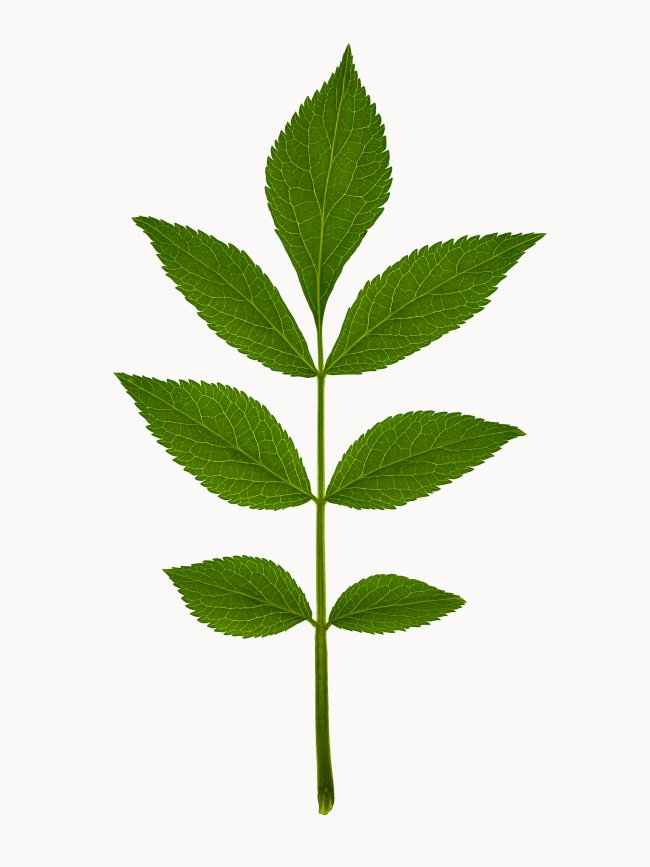 Hans-Christian Schink: #9 Holunder, Pigmentprint auf Hahnemühle Bütten, gerahmt mit Museumsglas, Ed. 5 + 2 AP Format 64,6 x 50 cm, 3500 Euro