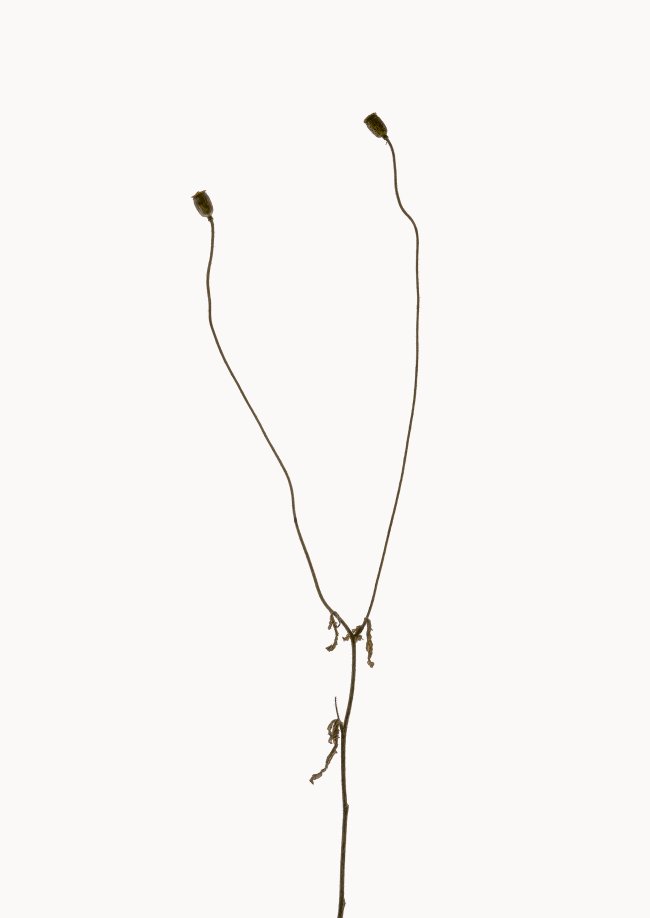 Hans-Christian Schink: Klatschmohn, 2022-24, Pigmentprint auf Hahnemühle Bütten, gerahmt mit Museumsglas, Ed. 5 + 2 AP, 91 x 65 cm, 6000 Euro